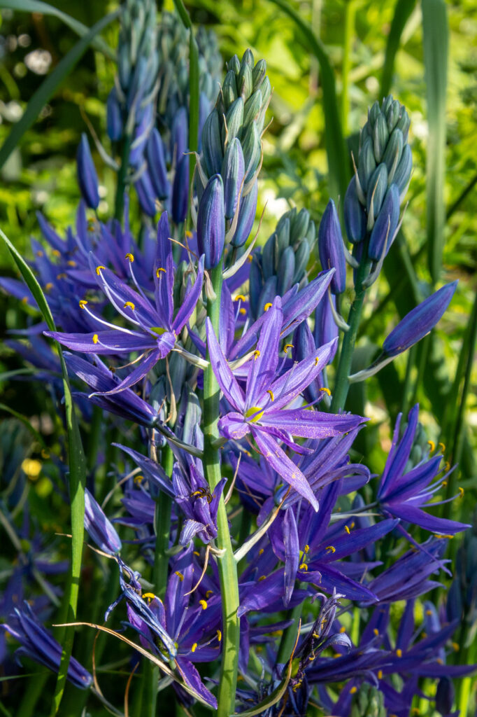 Dave Green Gardens flowers