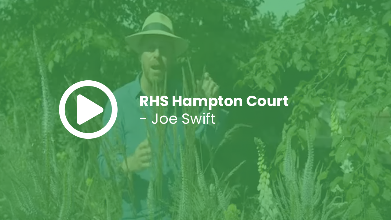 RHS Hampton Court - Joe Swift